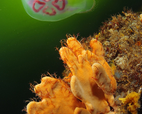 Кораллы Белого моря
